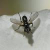 Phania funesta